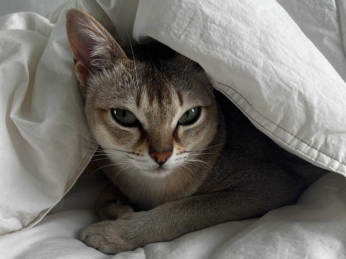 A picture of a cat in bed.